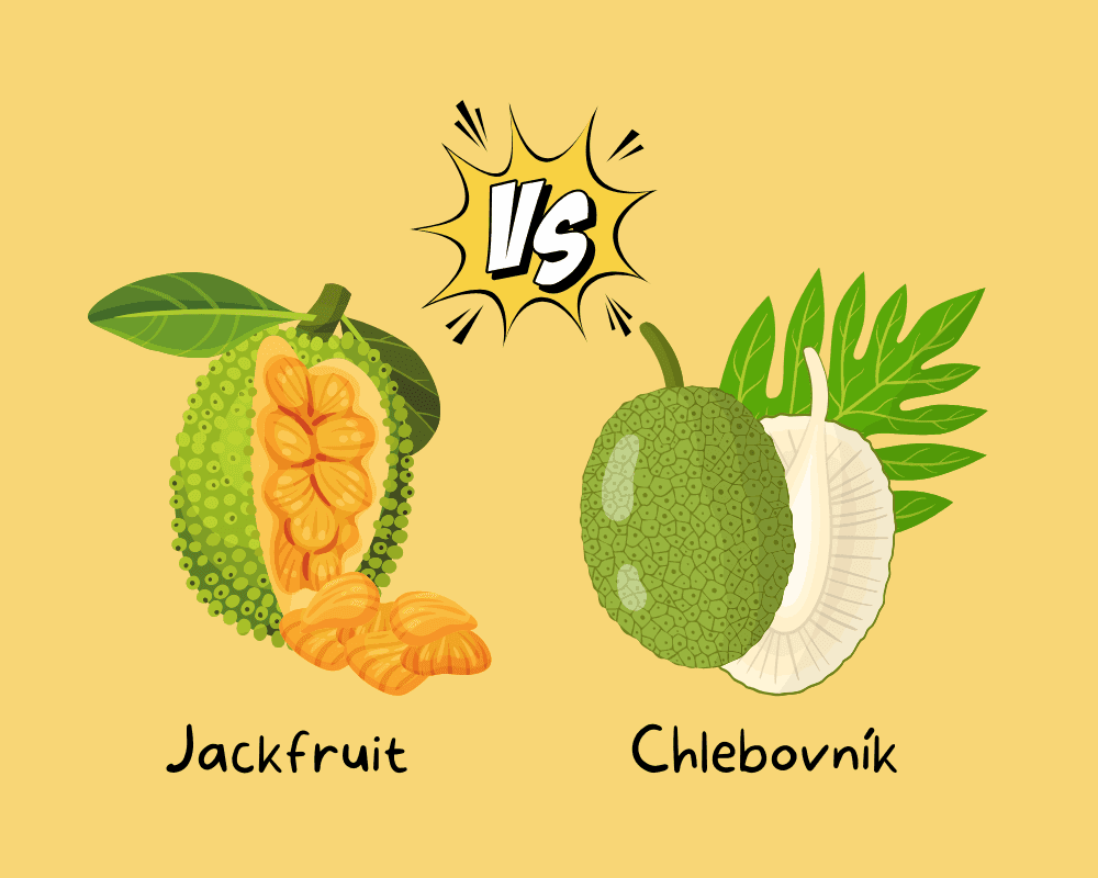 Jackfruit vs. chlebovník: Jaký je mezi nimi rozdíl? cover