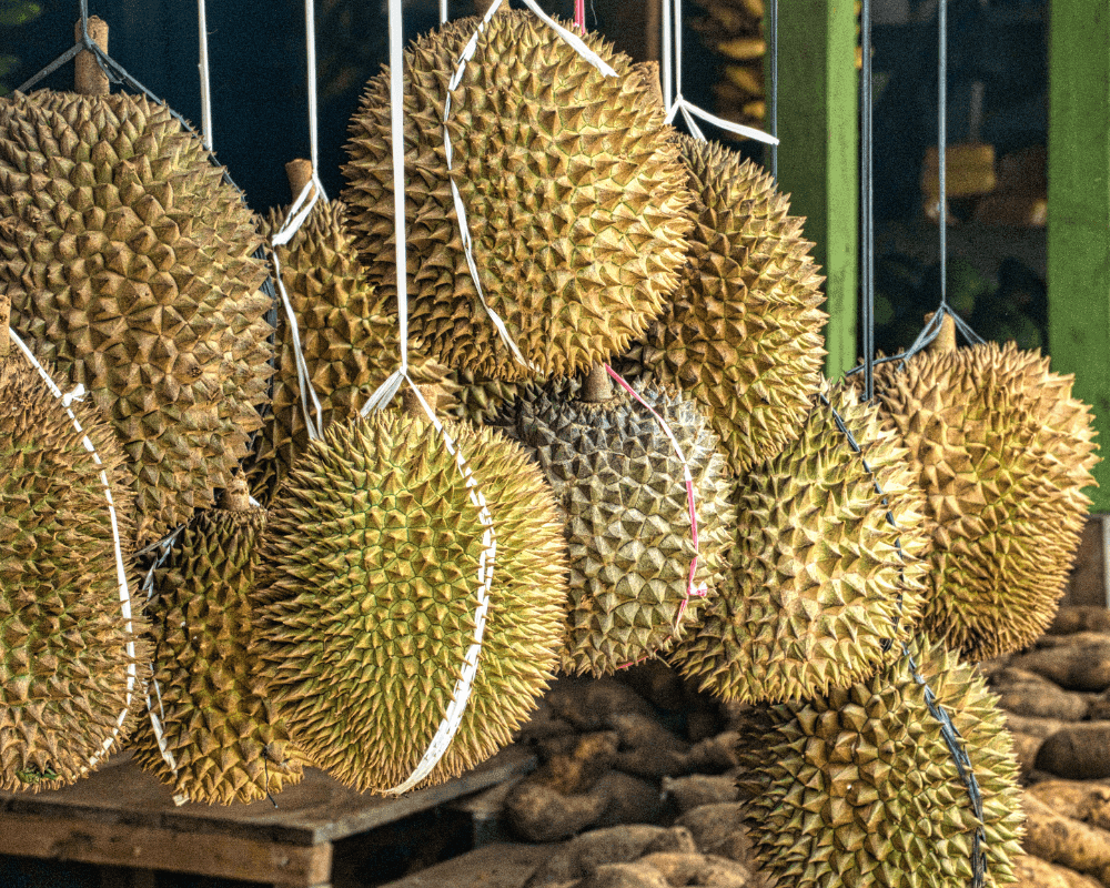 Jak chutná durian? Ovoce, které lidé milují i nenávidí cover